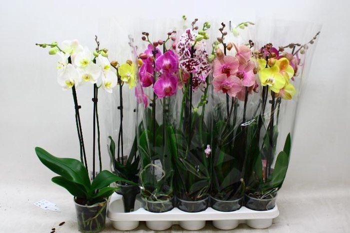 <h4>PHAL GEM 7 KL</h4>