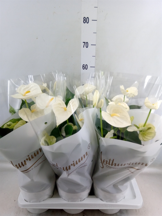 <h4>Anthurium andr. 'Alpine'</h4>