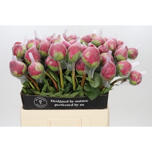 Paeonia Command Performance