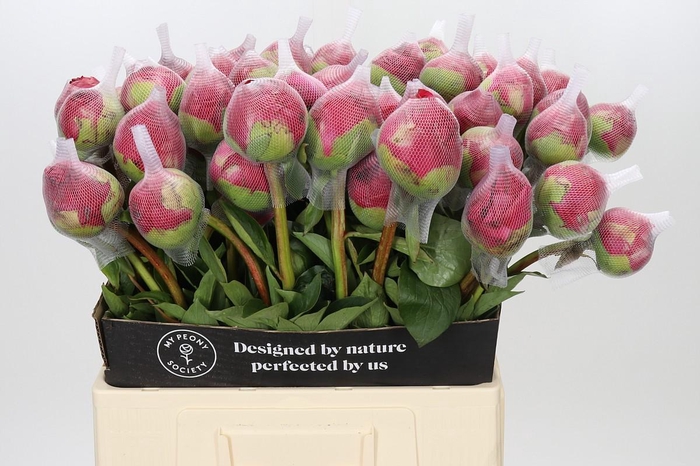 Paeonia Command Performance