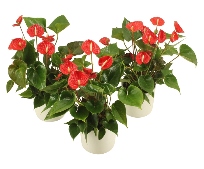 <h4>Anthurium XL.49 Arisa Sprite 14cm</h4>