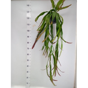 Epiphyllum   ...