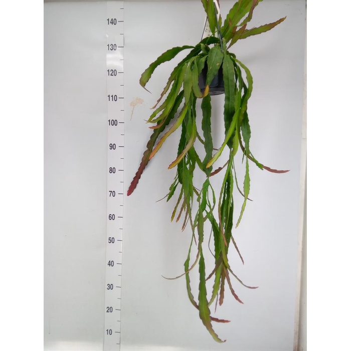 <h4>Epiphyllum   ...</h4>