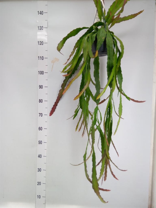 <h4>Epiphyllum   ...</h4>