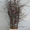 CHAENOMELES APPLE BLOSSOM 140CM