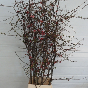 CHAENOMELES APPLE BLOSSOM 140CM