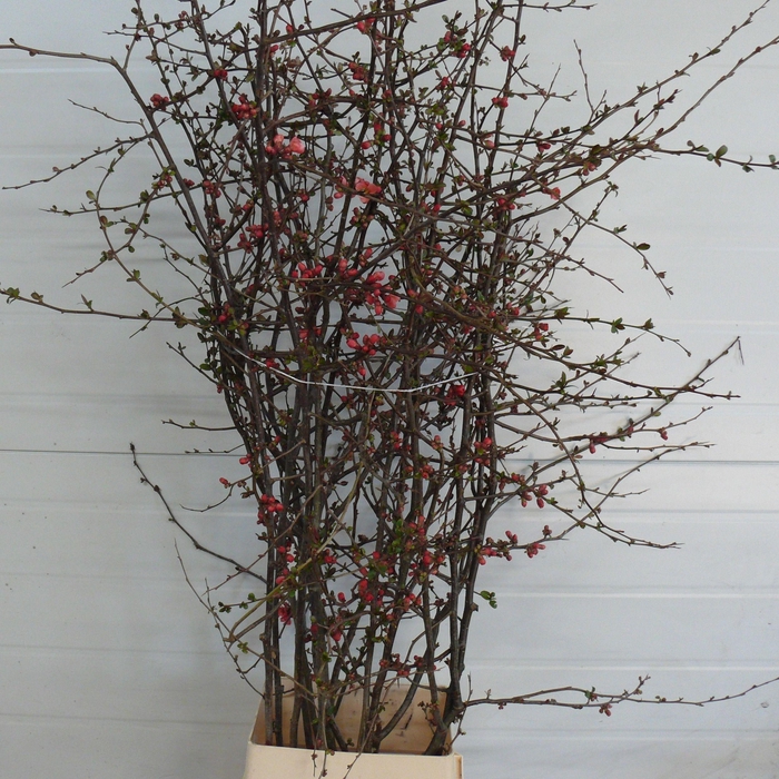 CHAENOMELES APPLE BLOSSOM 140CM