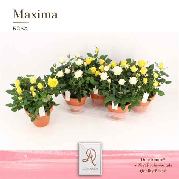<h4>Rosa Amorosa mixed</h4>