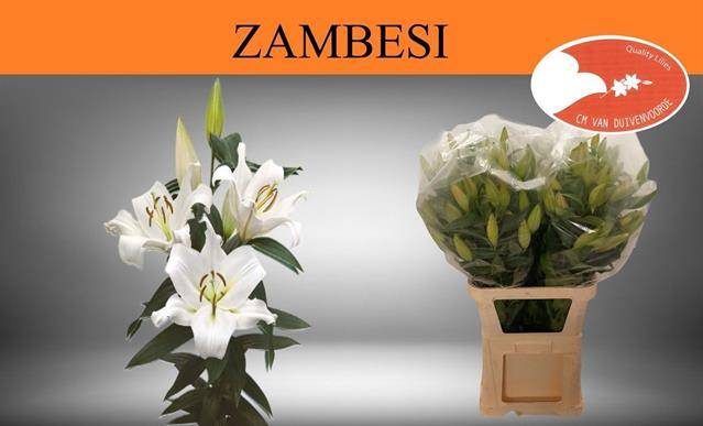 <h4>LI OT ZAMBESI 65+</h4>