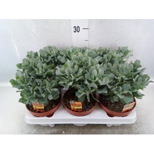 Crassula arborescens subsp. undilat