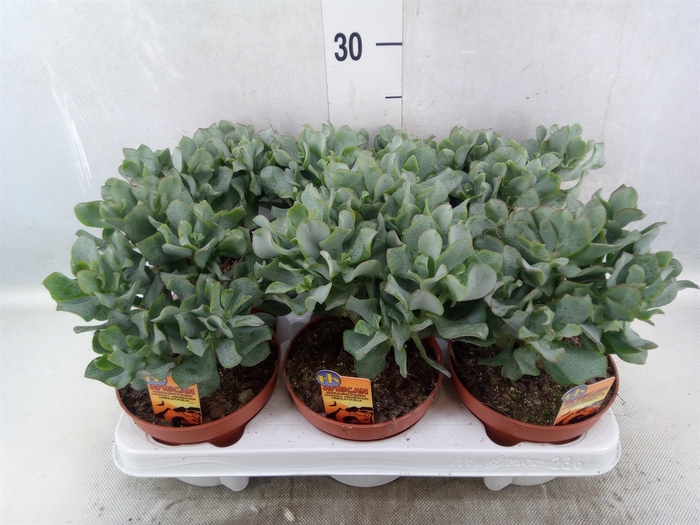 Crassula arborescens subsp. undilat