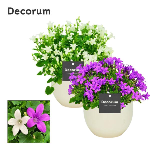 <h4>Campanula Porto Mix2 Melanie Decorum</h4>