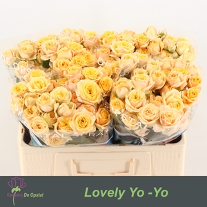 R Tr Lovely Yo-Yo Opstal