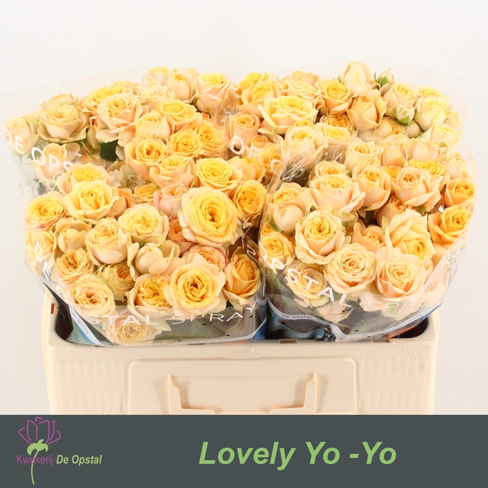 <h4>R Tr Lovely Yo-Yo Opstal</h4>