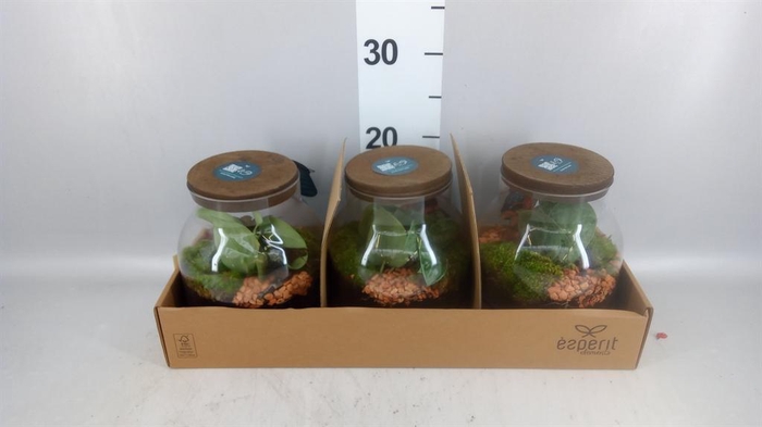 <h4>Arr.    Planten  H%</h4>