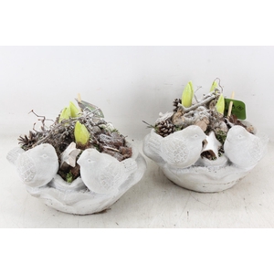 arr4 Hyacint MB - Vogelschaal rond x3