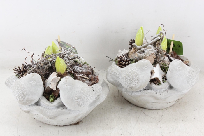 <h4>arr4 Hyacint MB - Vogelschaal rond x3</h4>