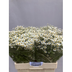 TANA PA SINGLE VEGMO