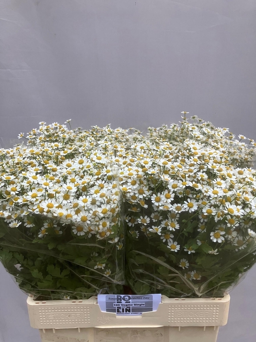 <h4>TANA PA SINGLE VEGMO</h4>