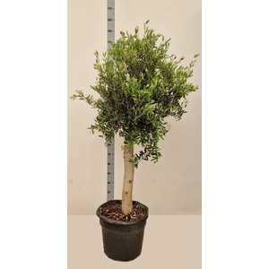 OLEA EUROPAEA