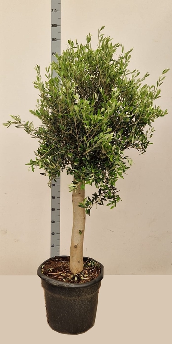 <h4>OLEA EUROPAEA</h4>