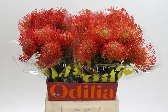 <h4>Nutans Succession</h4>