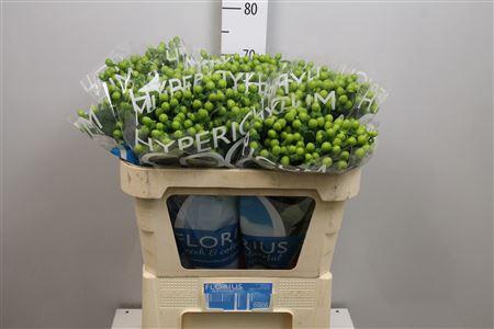 <h4>Hyp Coco Bamboo</h4>