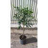 Citrus hystrix