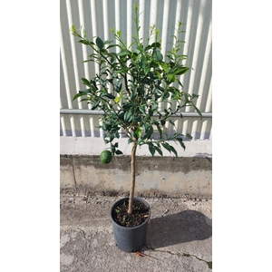 Citrus hystrix