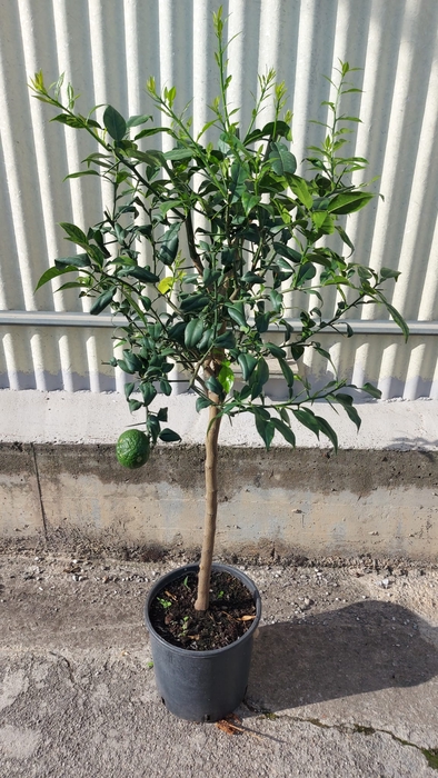 <h4>Citrus hystrix</h4>
