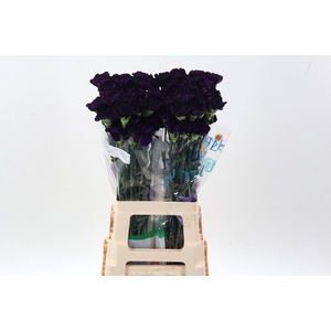 Dianthus ST 'Florigene Moonvista'