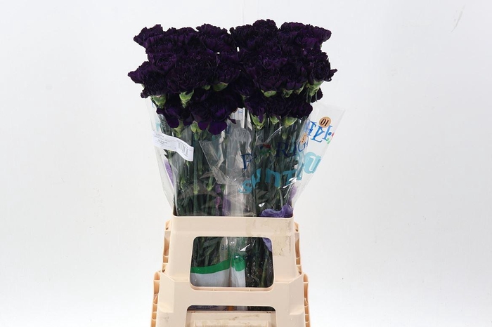 <h4>Dianthus ST 'Florigene Moonvista'</h4>