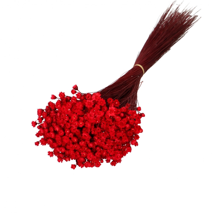 <h4>Droogbloem Glixia 40cm 50g</h4>
