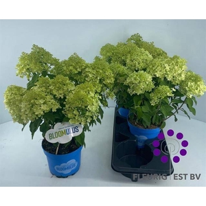 HYDR PA BLOOM STRATI