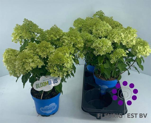 <h4>HYDR PA BLOOM STRATI</h4>