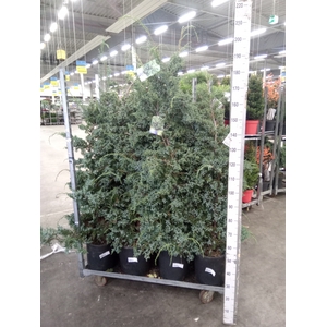 Juniperus chinensis 'Blue Alps'