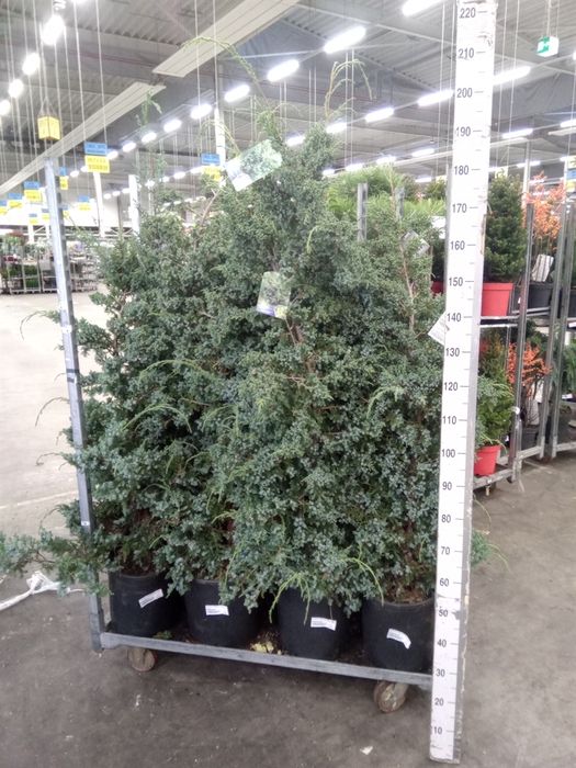 <h4>Juniperus chinensis 'Blue Alps'</h4>