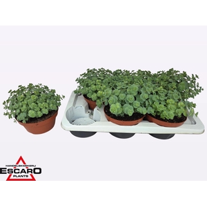 SEDUM SI MEDIOVARIEG