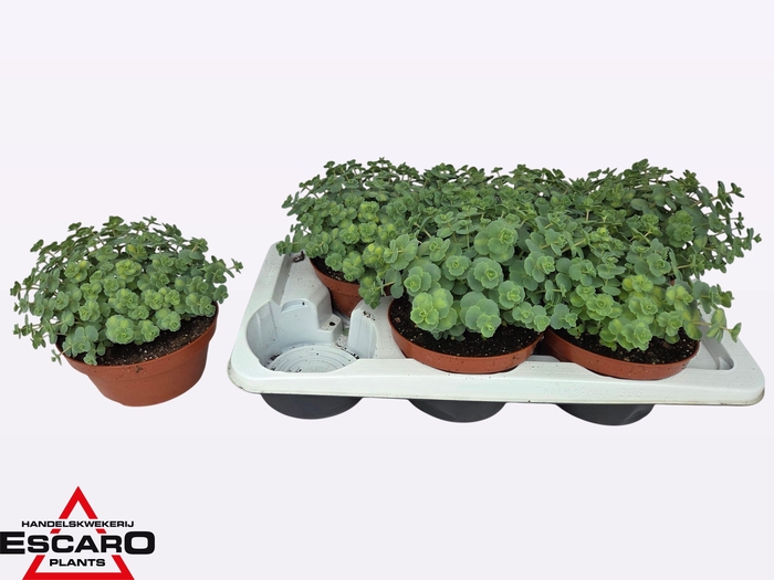 <h4>SEDUM SI MEDIOVARIEG</h4>