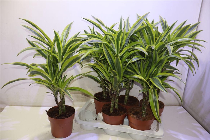 <h4>Dra De Lemon Lime</h4>