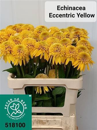 <h4>Echi Purpurea Yellow</h4>