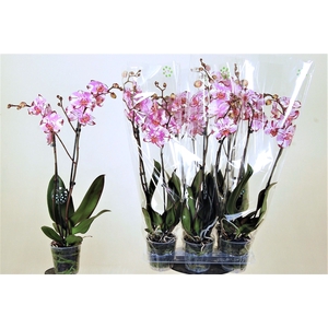 PHAL OV