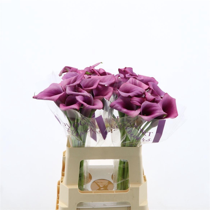 <h4>Calla Durban | Dubbelbloemig</h4>