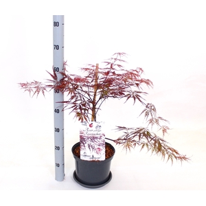 ACER PA FIRECRACKER