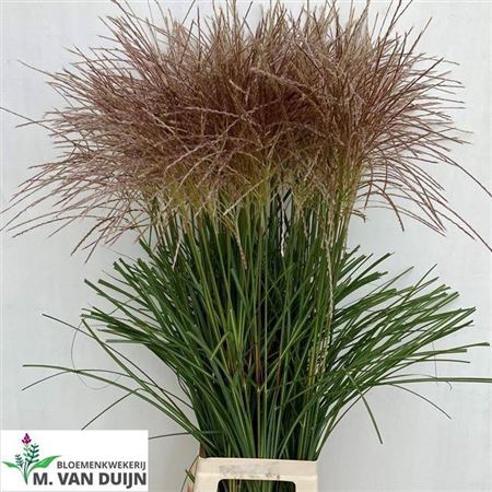 <h4>Siergras Misc Sinensis Wit</h4>