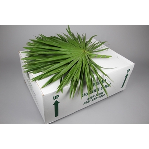 Palmetto