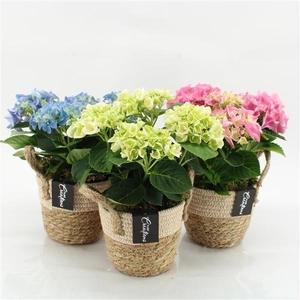 Arrangementen Hydrangea 6%