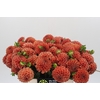 Dahlia Cornel Bronze