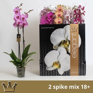 PHAL GEM 8 KL