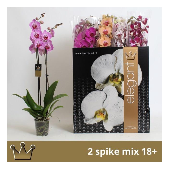 <h4>PHAL GEM 8 KL</h4>